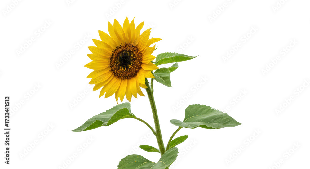 Fototapeta premium Bright yellow sunflower isolated on transparent PNG, vibrant summer flower with green leaves for design and decoration