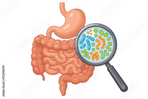 Magnifying glass over intestines showing gut microbiome. Medical vector concept of healthy flora, bacteria, probiotics. For digestion, stomach health, and microbiology research.