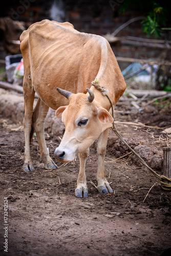 Skinny Brown Cow Eating from a Bucket in a Rural Farm Setting