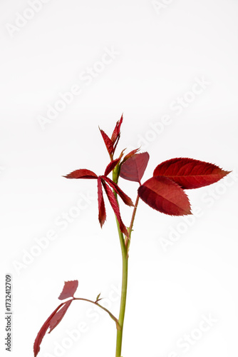 Vivid Red Rose Leaves with Stem on Bright White Background