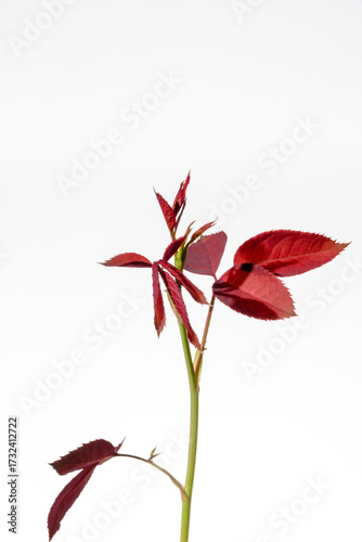 Vivid Red Rose Leaves with Stem on Bright White Background