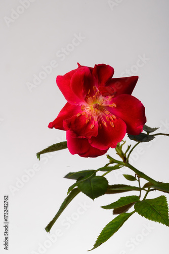Vibrant Red Rose Isolated on White with Green Leaves and Stem