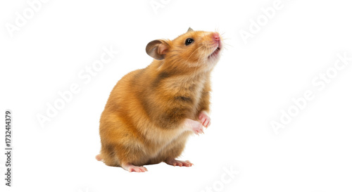 Tableau sur toile Golden hamster standing isolated on transparent background, cute pet rodent look