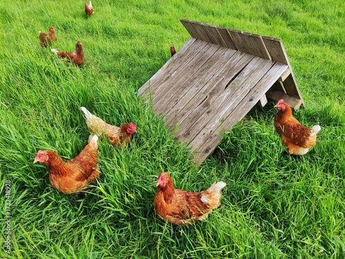 Canvastavla Free-range chickens near wooden shelter in green field