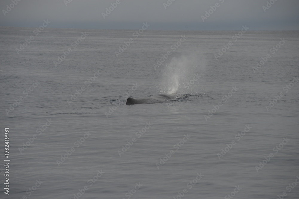 Obraz premium sea collection