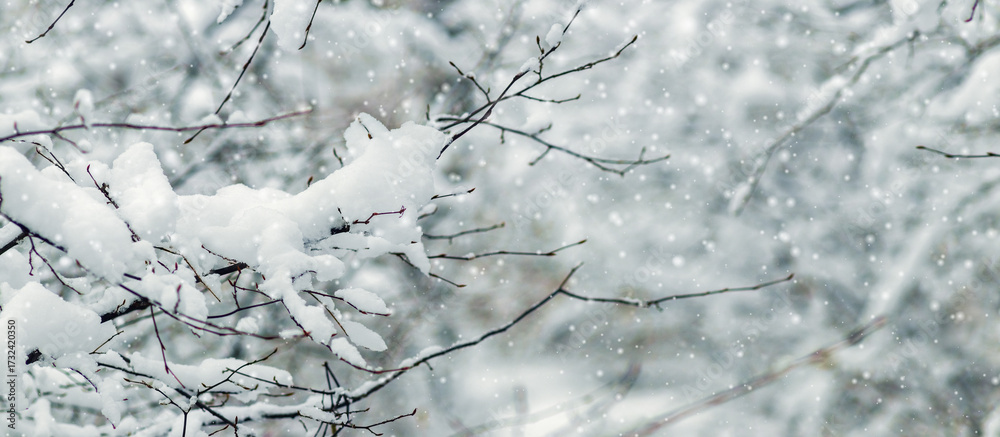 Obraz premium Close-up of snow-covered branches in the foreground during a snowfall with a blurred background of a winter forest, creating a festive atmosphere