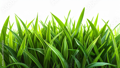 Close-up of fresh green grass blades, vibrant and healthy texture, natural lighting
