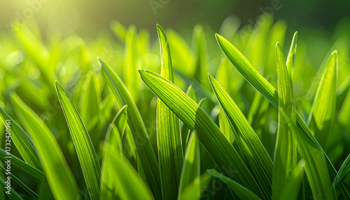 Close-up of fresh green grass blades, vibrant and healthy texture, natural lighting