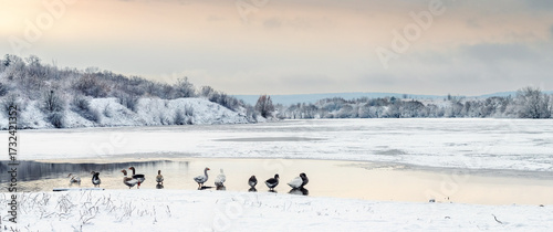 A group of geese stands on the bank of a freezing river against the backdrop of a winter landscape