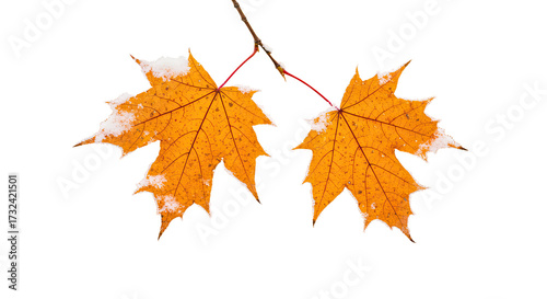 Two vibrant orange maple leaves with snow on a branch.