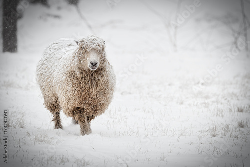 Snow Covered Sheep