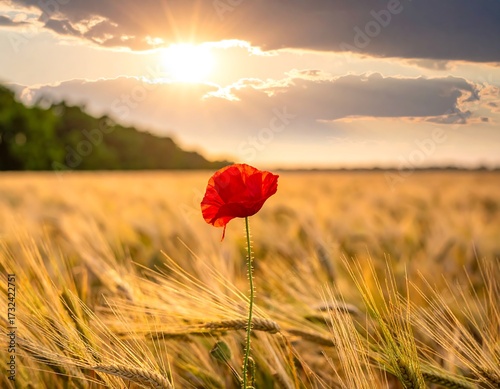 Single poppy in golden wheat field at sunset