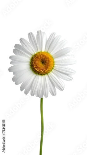 Single white daisy against white background