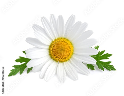 Single white daisy with green leaves