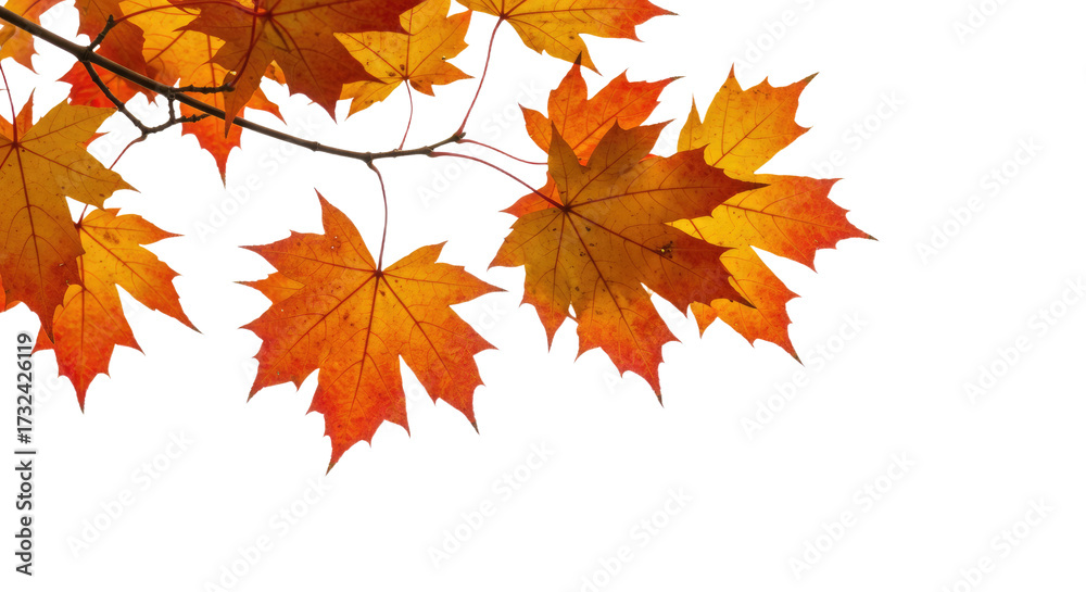 Fototapeta premium Vibrant autumn maple leaves branch against a clean white background.