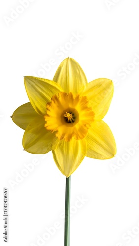 Single yellow daffodil against white