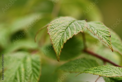 A detailed view of a plant's foliage, ideal for botanical or scientific illustrations
