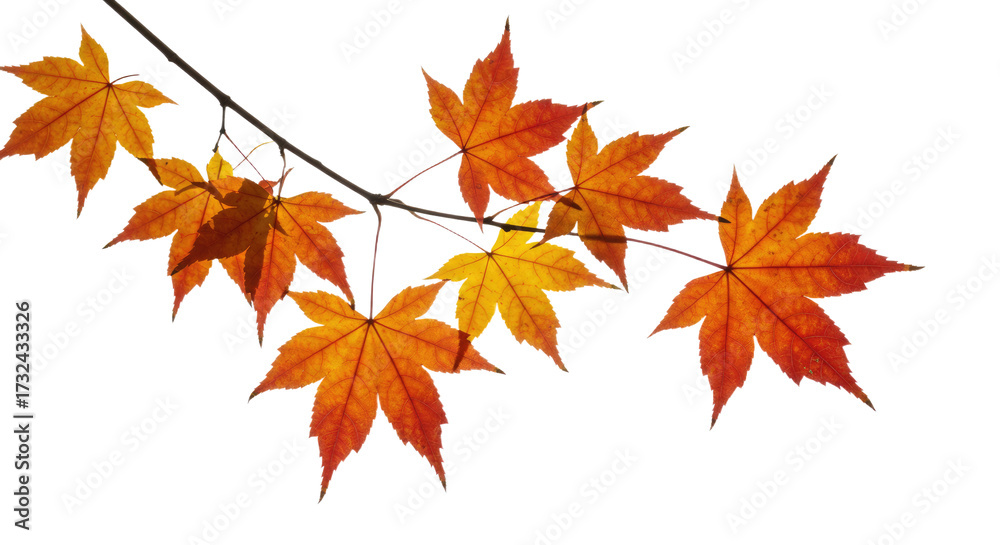 Fototapeta premium Vibrant autumn maple leaves display seasonal change on a delicate branch.