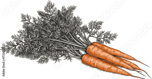 Black and white sketch of a bunch of carrots with detailed leaves, hand-drawn style. Vector illustration
