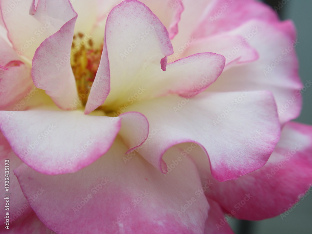 Fototapeta premium Zbliżenie na kwiat różowej róży