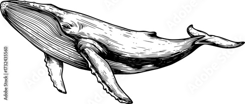 Line drawing of a majestic humpback whale with intricate details. Vector illustration
