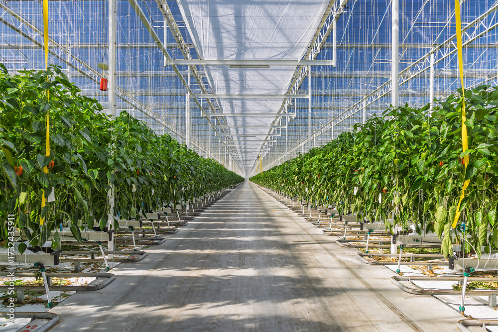 Obraz premium Professional industrial growth of red bell peppers in a Dutch greenhouse
