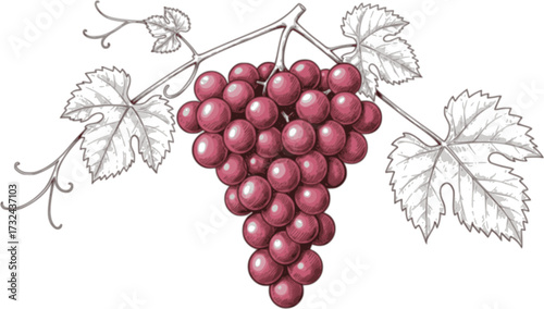 Detailed black and white sketch of grape cluster with leaves, botanical illustration. Vector illustration
