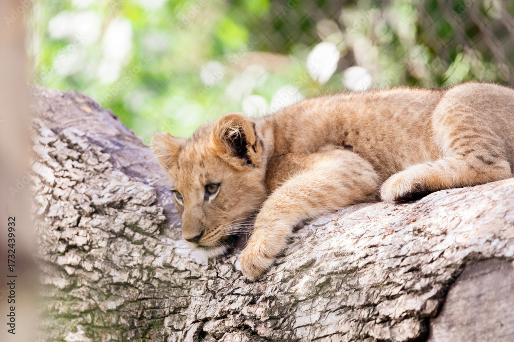 Obraz premium The Zoo is seeing double with the birth of not one, but two lion cubs! The male-female sibling pair were born to mother Saba and father Jabulani in late June. Imara (ee-mah-rah),Tamu (tah-moo)