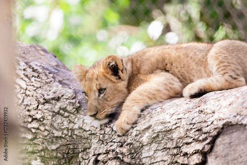 The Zoo is seeing double with the birth of not one, but two lion cubs! The male-female sibling pair were born to mother Saba and father Jabulani in late June. Imara (ee-mah-rah),Tamu (tah-moo)