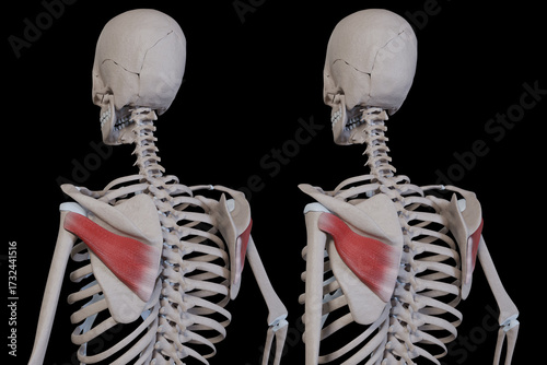 3d Illustration of Infraspinatus Muscle Movement
