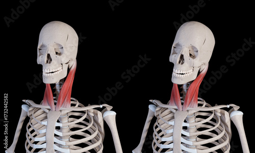 3d Illustration of Sternocleidomastoid Muscle Movement