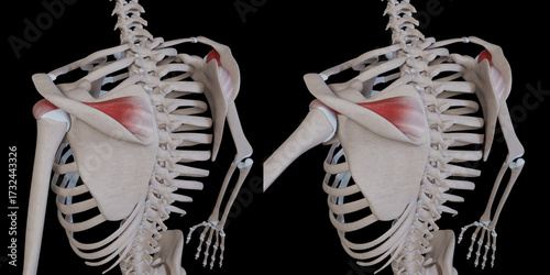 3d Illustration of Supraspinatus Muscle Movement