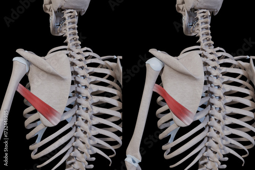 3d Illustration of Teres Major Muscle Movement