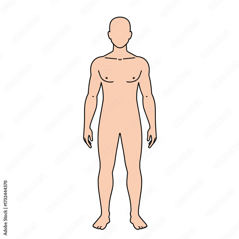 Fototapeta premium Vector outline illustration of male body