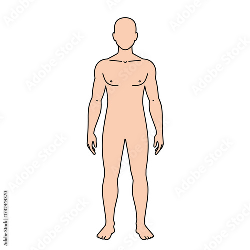 Vector outline illustration of male body