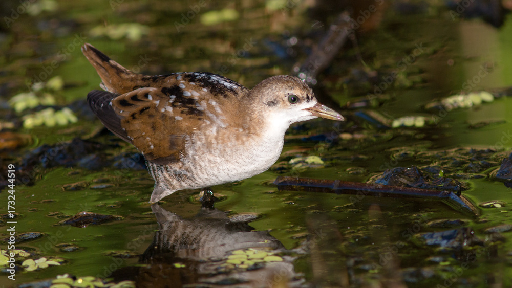 Fototapeta premium duck in the water