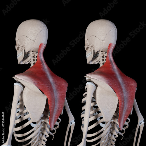 3d Illustration of Trapezius Muscle Movement