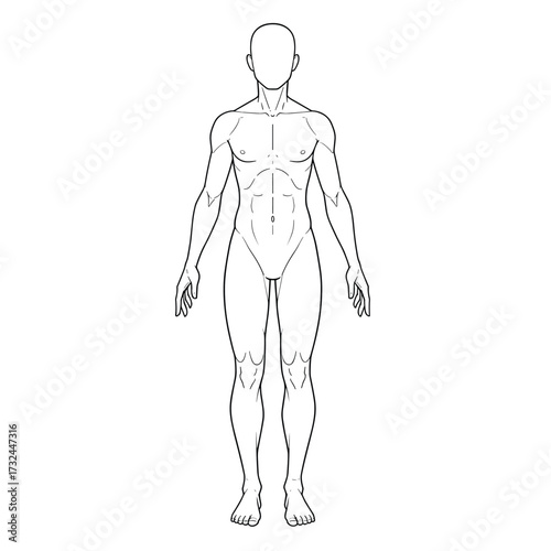 Vector outline illustration of male body