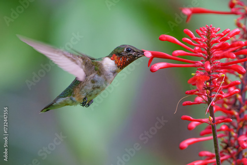 Ruby-throated Hummingbird male