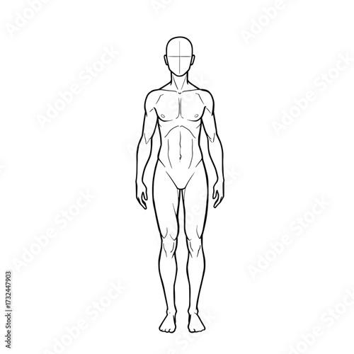 Vector outline illustration of male body