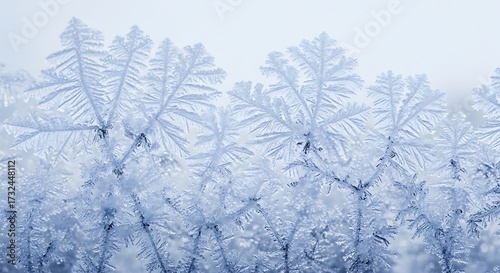 Frosted Tree Branches with Ice Crystals in Winter Scene