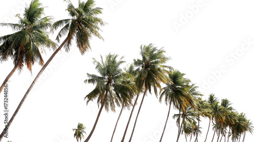 Tropical Coconut Palm Trees Isolated on Transparent Background – Lush Green Foliage and Natural Trunk Detail for Commercial Use