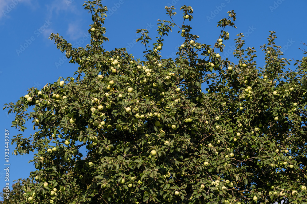 Fototapeta premium A lush apple tree displays an abundance of green apples against a clear blue sky, showcasing natures bounty during a sunny early autumn day.
