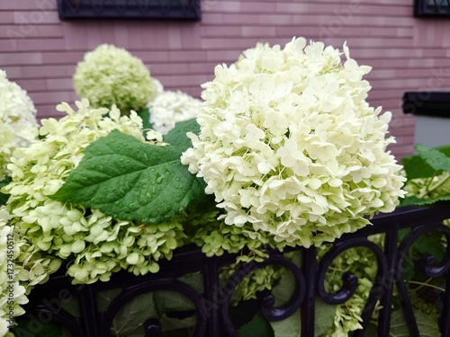 美しいアジサイの花