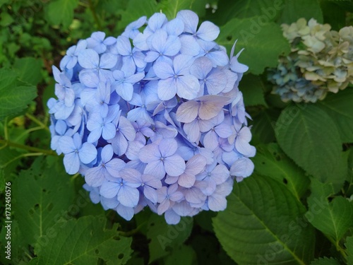 美しいアジサイの花