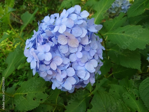 美しいアジサイの花