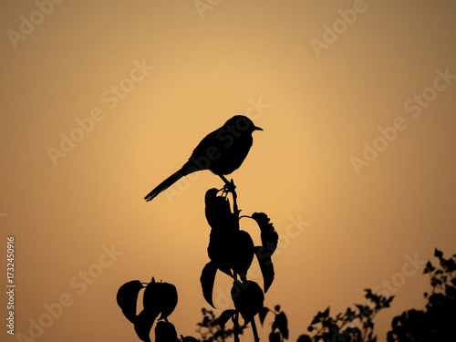 Canvastavla Silhouette of a northern mockingbird perched on limb