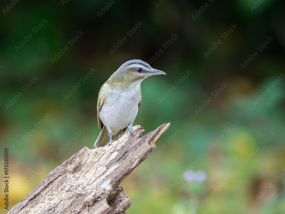 Fototapeta premium Red eyed vireo perched on broken limb