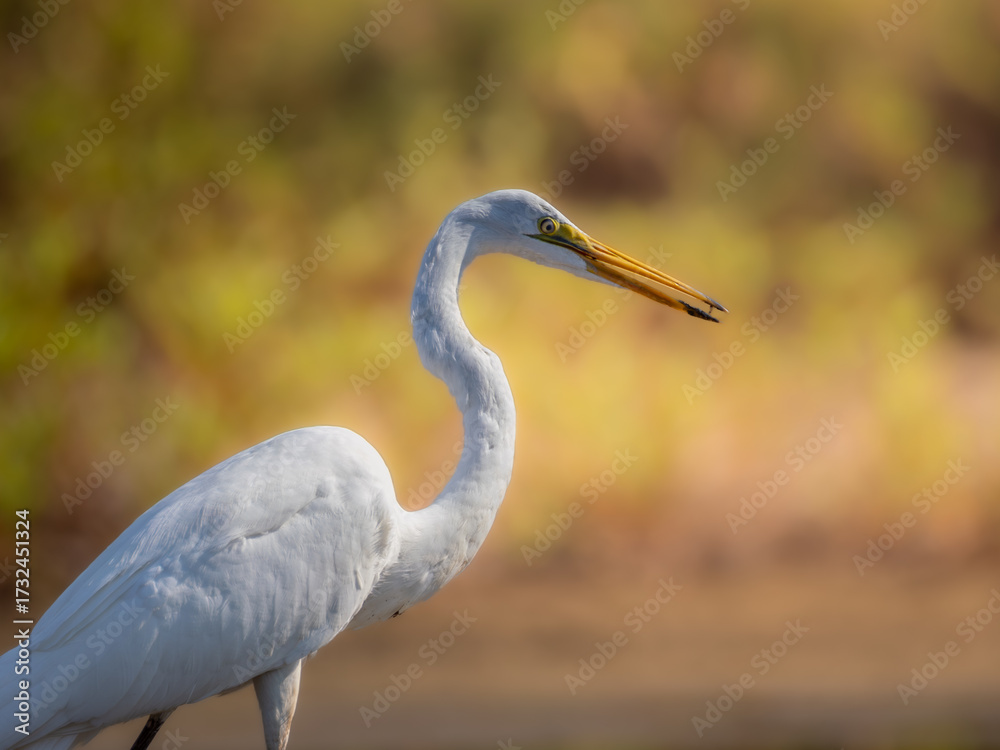 Fototapeta premium Great egret closeup with fall colors in the background