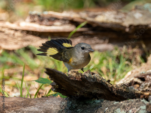 American redstart female perched on fallen log displaying tail feathers